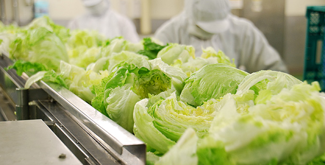工場でレタスをカット