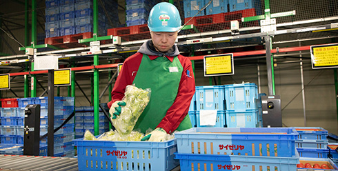 新鮮なままレタスを店舗へ